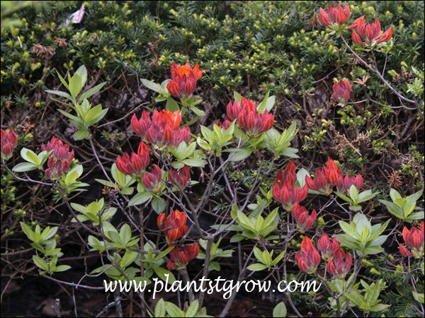 The buds are very colorful (early May)